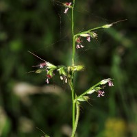 Oplismenus compositus (L.) P.Beauv.